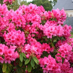 Rhododendron pink, Anna Rose Whitney